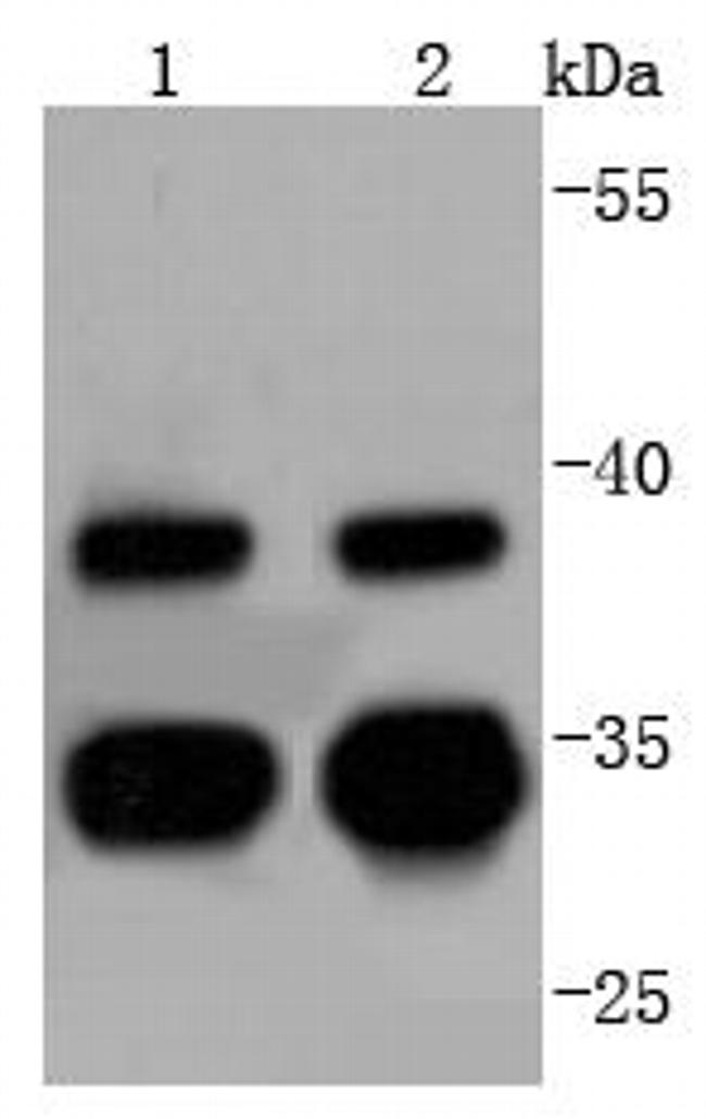 Cdc34 Antibody in Western Blot (WB)