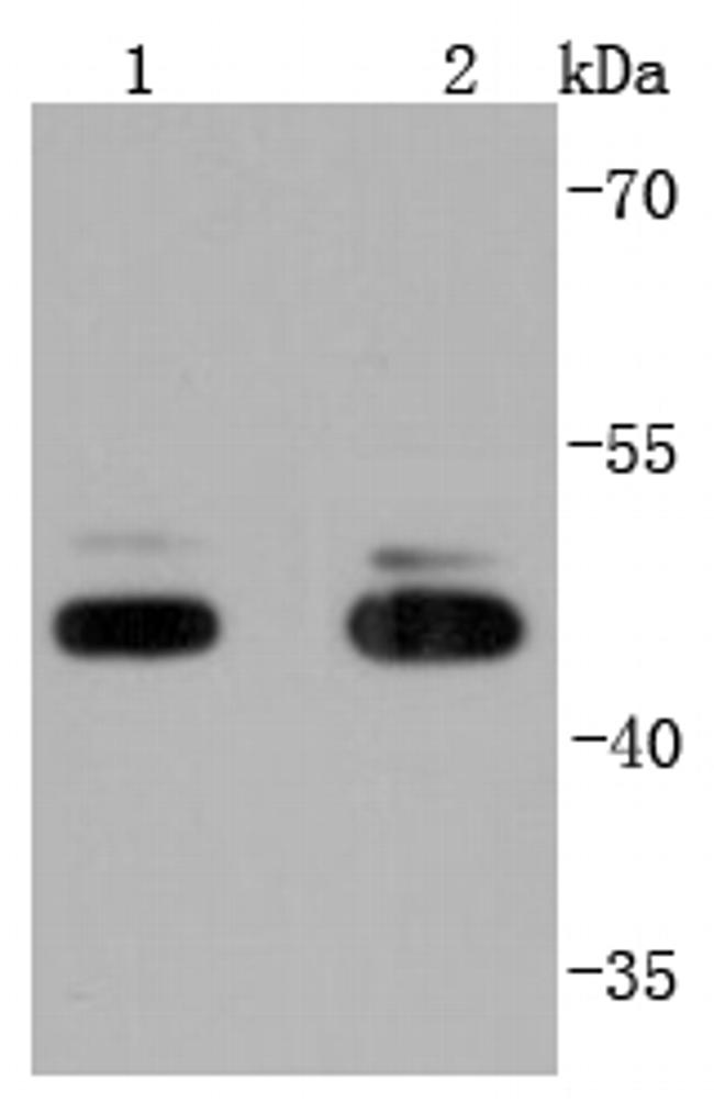JNK1/JNK3 Antibody in Western Blot (WB)