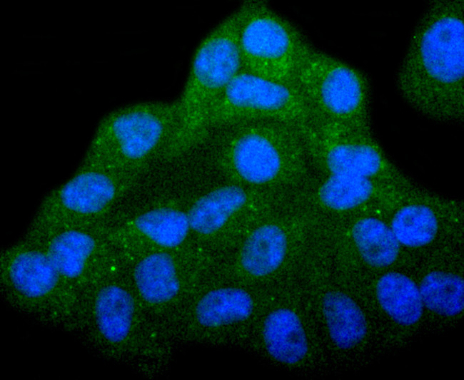 COX4 Antibody in Immunocytochemistry (ICC/IF)