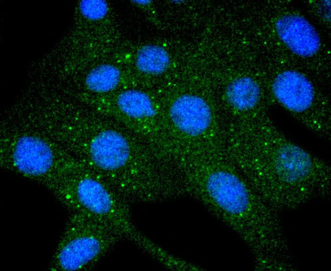 COX4 Antibody in Immunocytochemistry (ICC/IF)