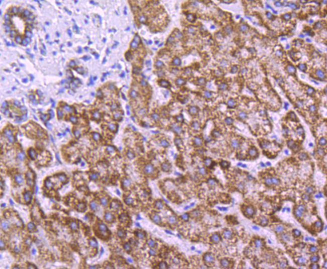 COX4 Antibody in Immunohistochemistry (Paraffin) (IHC (P))