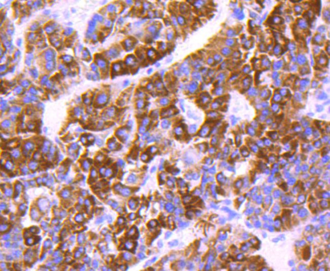 COX4 Antibody in Immunohistochemistry (Paraffin) (IHC (P))