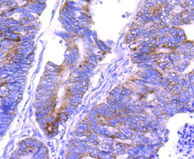 COX4 Antibody in Immunohistochemistry (Paraffin) (IHC (P))