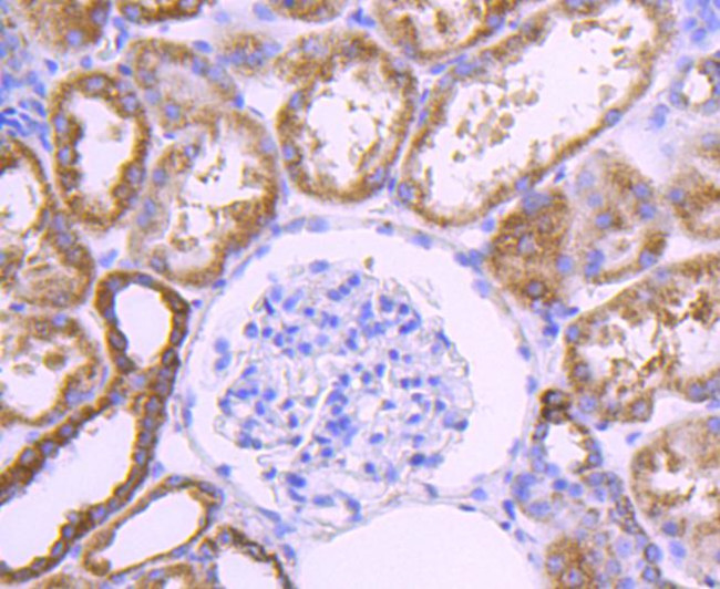 COX4 Antibody in Immunohistochemistry (Paraffin) (IHC (P))