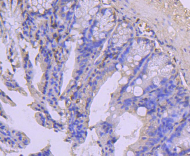 COX4 Antibody in Immunohistochemistry (Paraffin) (IHC (P))