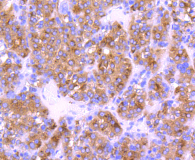 Cystatin C Antibody in Immunohistochemistry (Paraffin) (IHC (P))