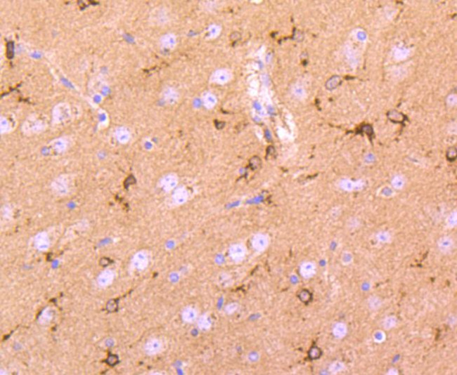 Cystatin C Antibody in Immunohistochemistry (Paraffin) (IHC (P))