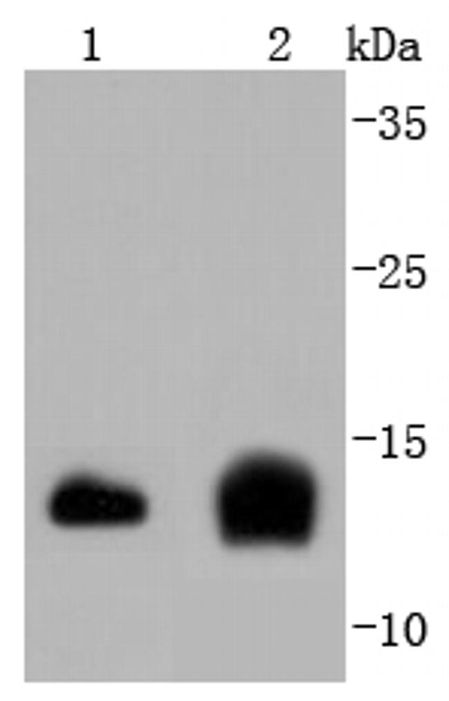 Cystatin C Antibody in Western Blot (WB)