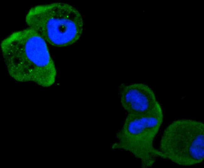 PKC delta Antibody in Immunocytochemistry (ICC/IF)