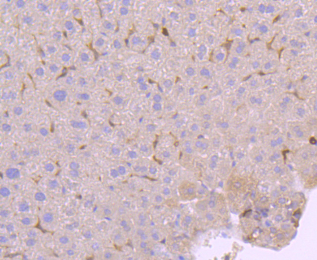 PKC delta Antibody in Immunohistochemistry (Paraffin) (IHC (P))