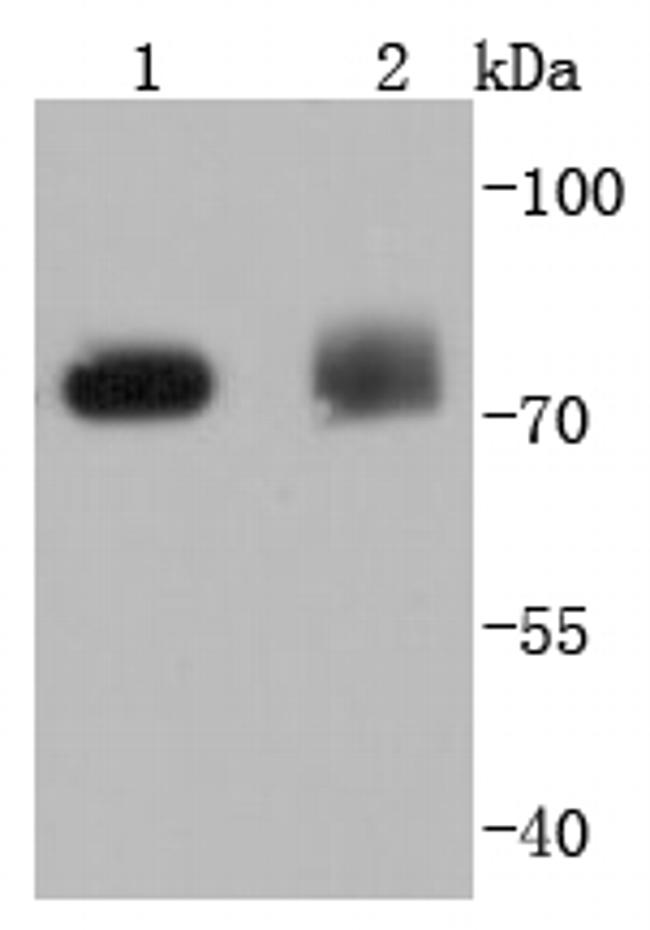 PKC delta Antibody in Western Blot (WB)