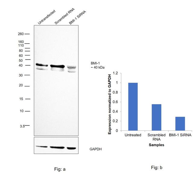 BMI-1 Antibody in Western Blot (WB)