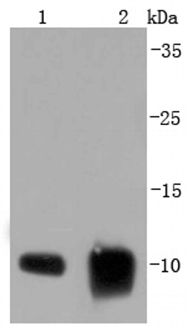 S100A6 Antibody in Western Blot (WB)