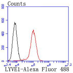 LYVE1 Recombinant Monoclonal Antibody (JF0979) (MA5-32512)