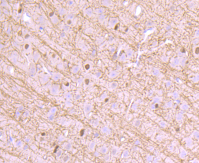 CNPase Antibody in Immunohistochemistry (Paraffin) (IHC (P))