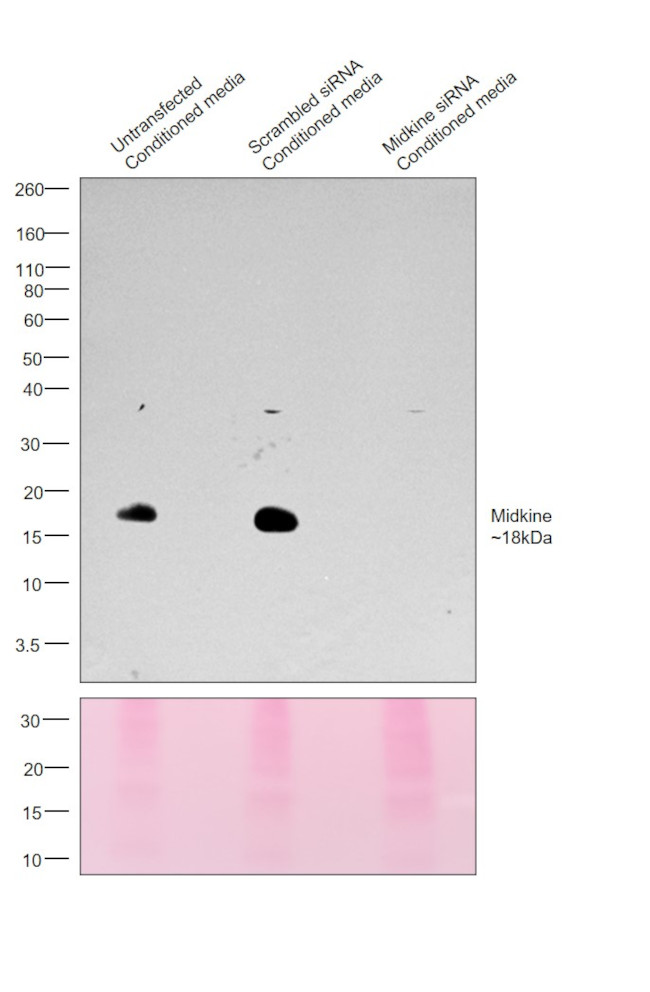 Midkine Antibody in Western Blot (WB)