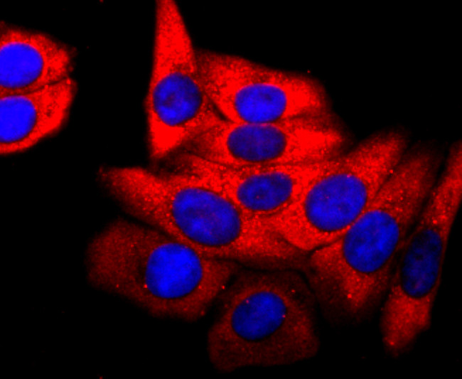 PDHA1 Antibody in Immunocytochemistry (ICC/IF)