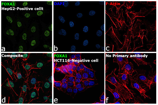 FOXA1 Antibody in Immunocytochemistry (ICC/IF)