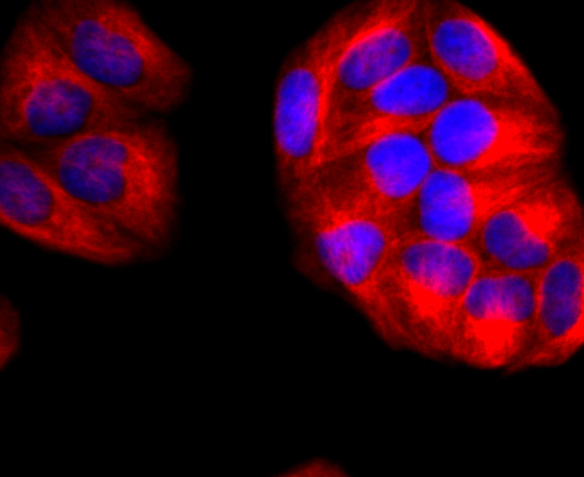 CD90 (Thy-1) Antibody in Immunocytochemistry (ICC/IF)