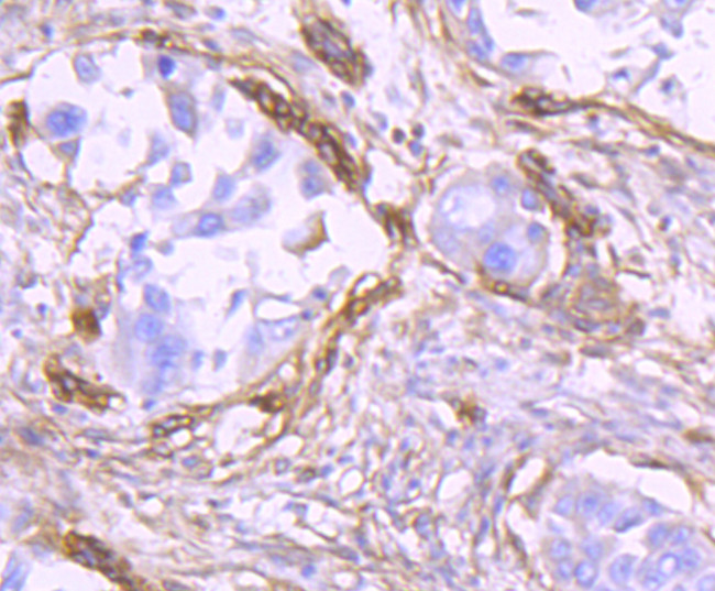 CD90 (Thy-1) Antibody in Immunohistochemistry (Paraffin) (IHC (P))