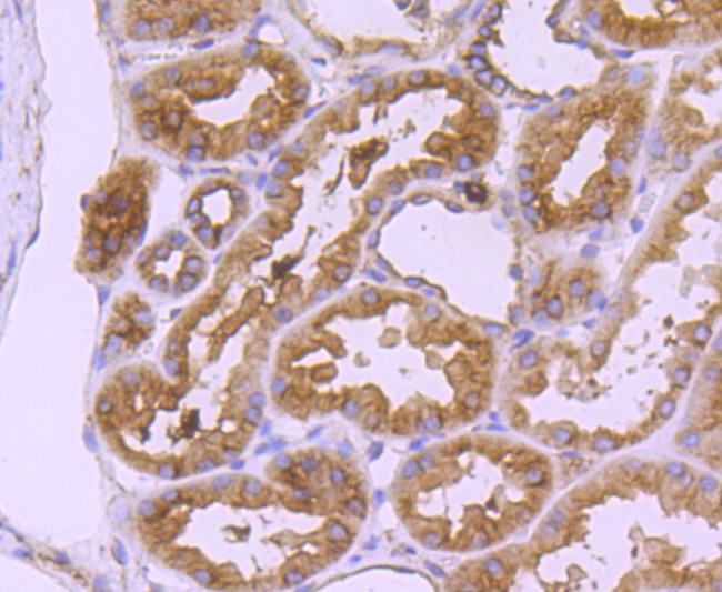 CD90 (Thy-1) Antibody in Immunohistochemistry (Paraffin) (IHC (P))