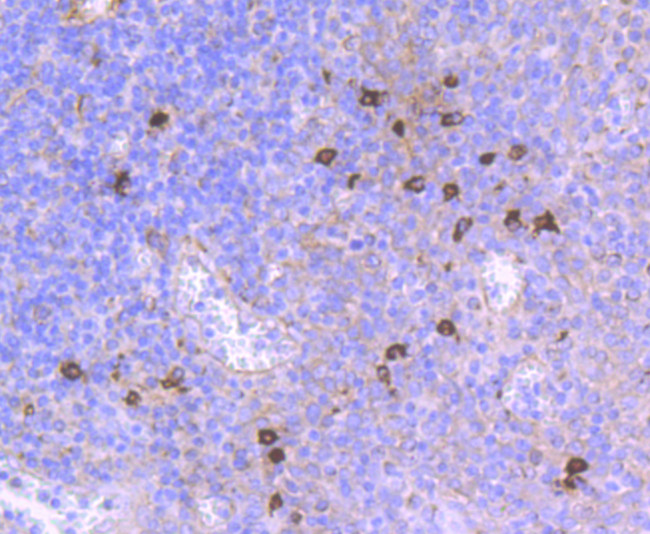 CD90 (Thy-1) Antibody in Immunohistochemistry (Paraffin) (IHC (P))