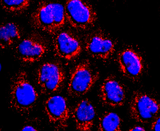 ATP Synthase beta Antibody in Immunocytochemistry (ICC/IF)