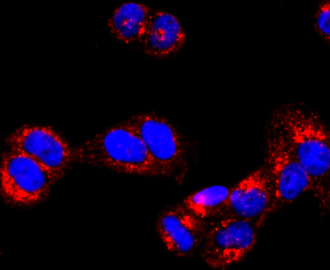 ATP Synthase beta Antibody in Immunocytochemistry (ICC/IF)