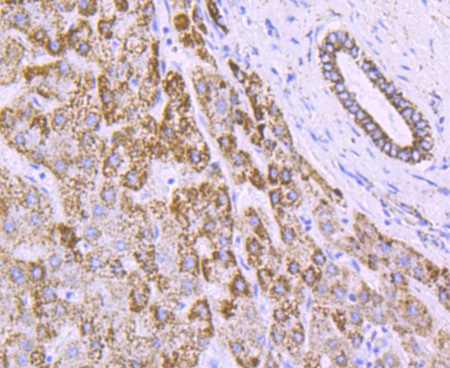 ATP Synthase beta Antibody in Immunohistochemistry (Paraffin) (IHC (P))