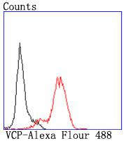 VCP Antibody in Flow Cytometry (Flow)