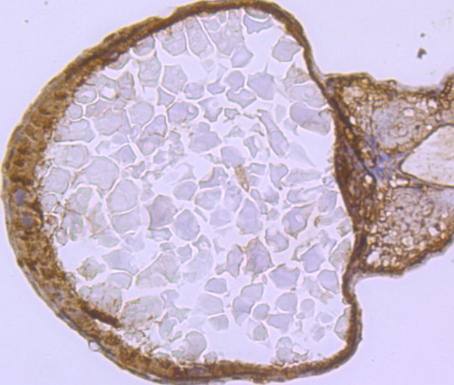 VCP Antibody in Immunohistochemistry (Paraffin) (IHC (P))