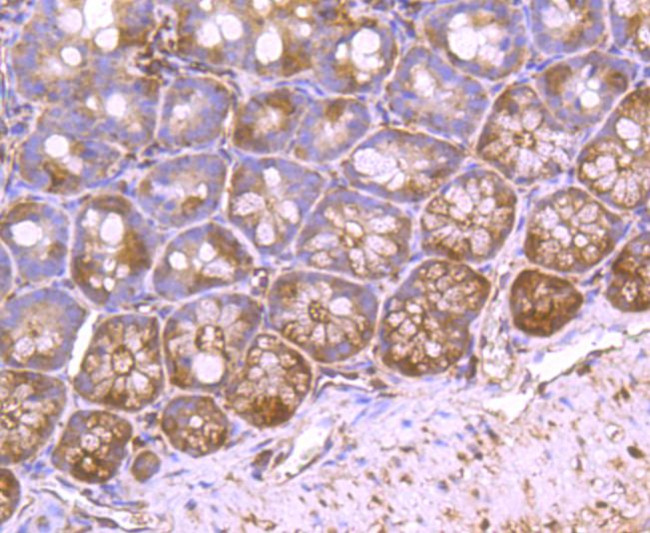 VCP Antibody in Immunohistochemistry (Paraffin) (IHC (P))