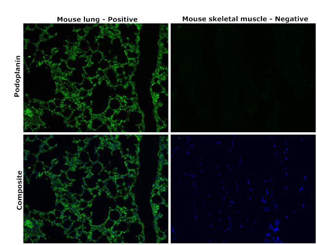 Podoplanin Antibody