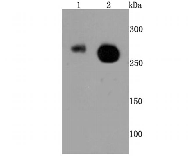 Phospho-RNA pol II CTD (Ser2) Antibody in Western Blot (WB)