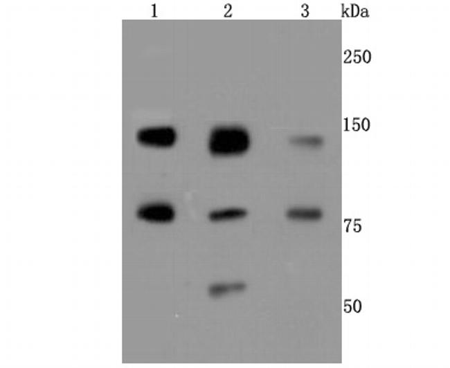 XRCC1 Antibody in Western Blot (WB)