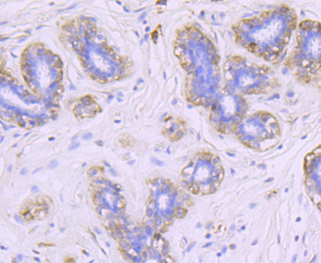 FGF21 Antibody in Immunohistochemistry (Paraffin) (IHC (P))