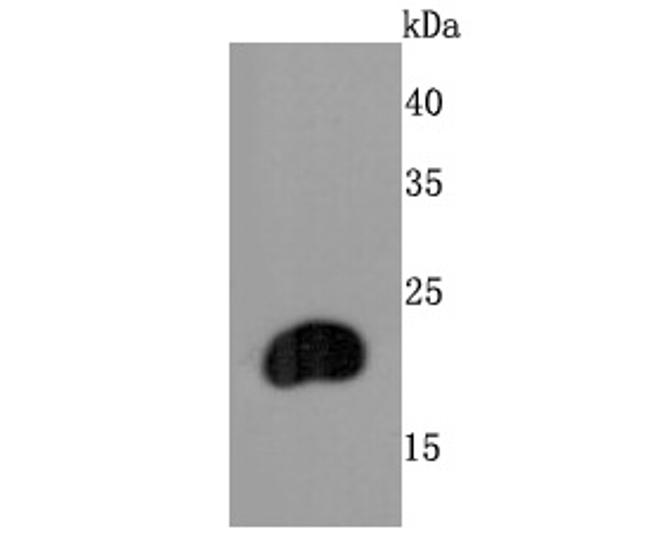 FGF21 Antibody in Western Blot (WB)