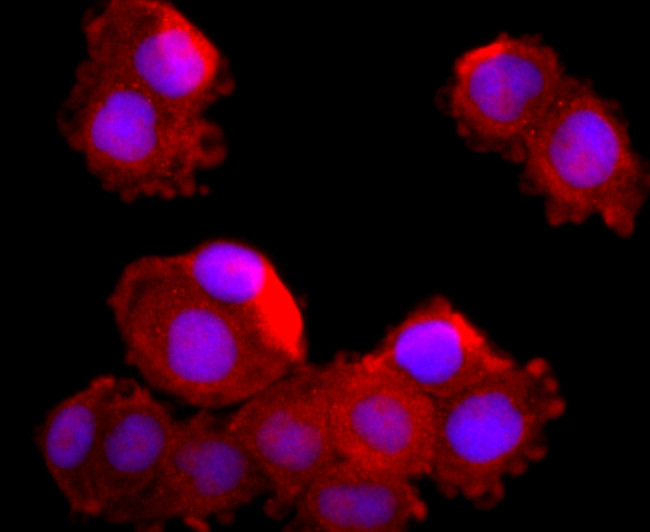 MUC2 Antibody in Immunocytochemistry (ICC/IF)