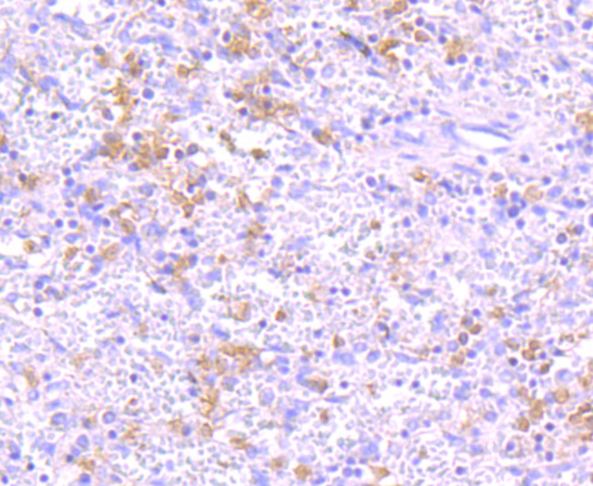 IKK gamma Antibody in Immunohistochemistry (Paraffin) (IHC (P))