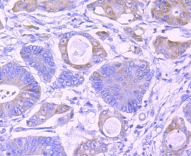 IKK gamma Antibody in Immunohistochemistry (Paraffin) (IHC (P))