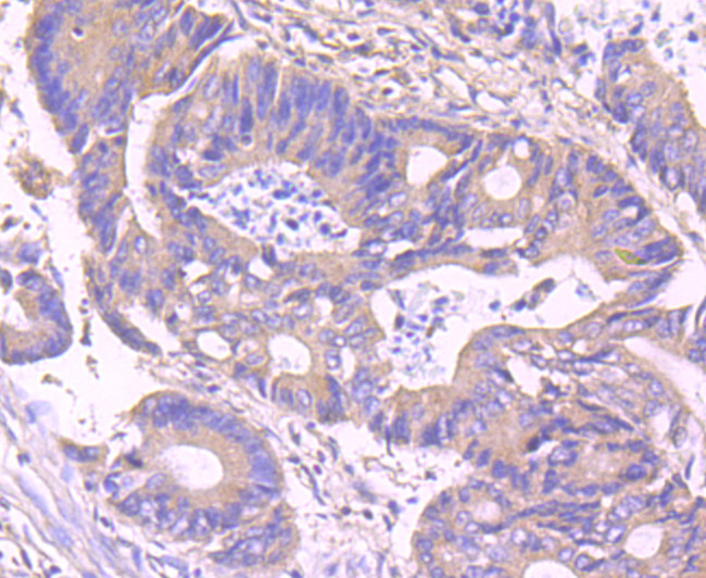 IKK gamma Antibody in Immunohistochemistry (Paraffin) (IHC (P))