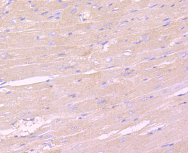 IKK gamma Antibody in Immunohistochemistry (Paraffin) (IHC (P))