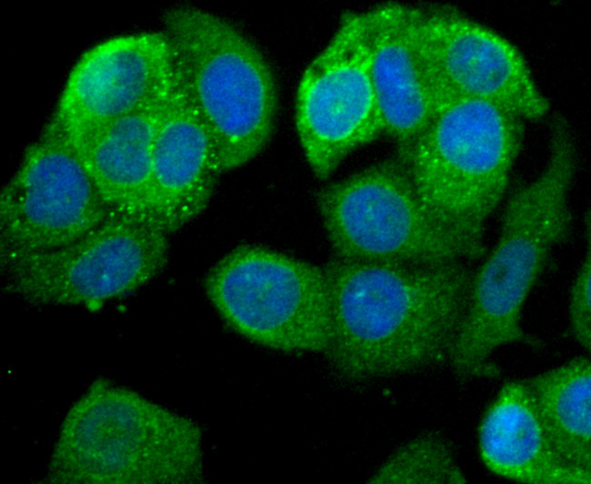 Leptin Receptor Antibody in Immunocytochemistry (ICC/IF)