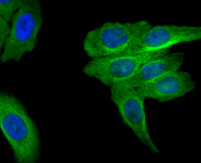 MRP2 Antibody in Immunocytochemistry (ICC/IF)