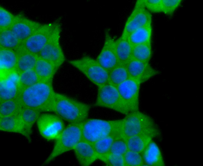 MRP2 Antibody in Immunocytochemistry (ICC/IF)