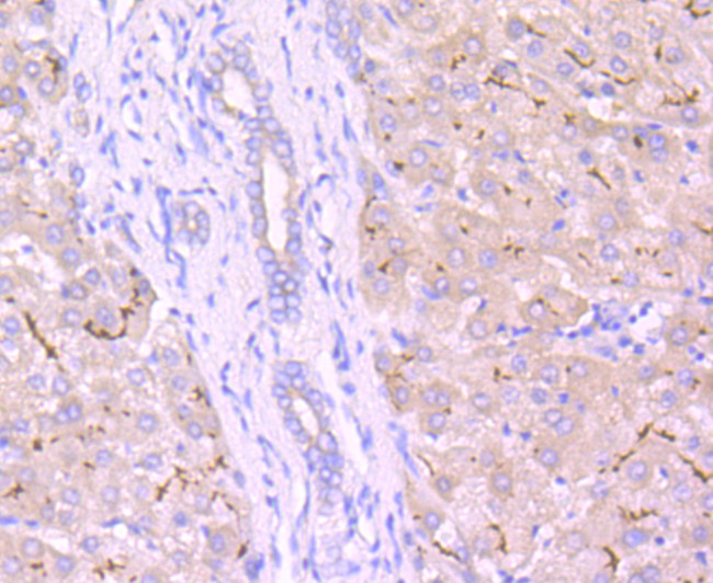 MRP2 Antibody in Immunohistochemistry (Paraffin) (IHC (P))