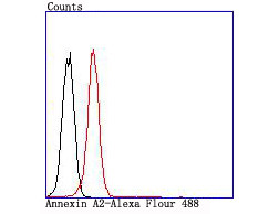 Annexin A2 Antibody in Flow Cytometry (Flow)