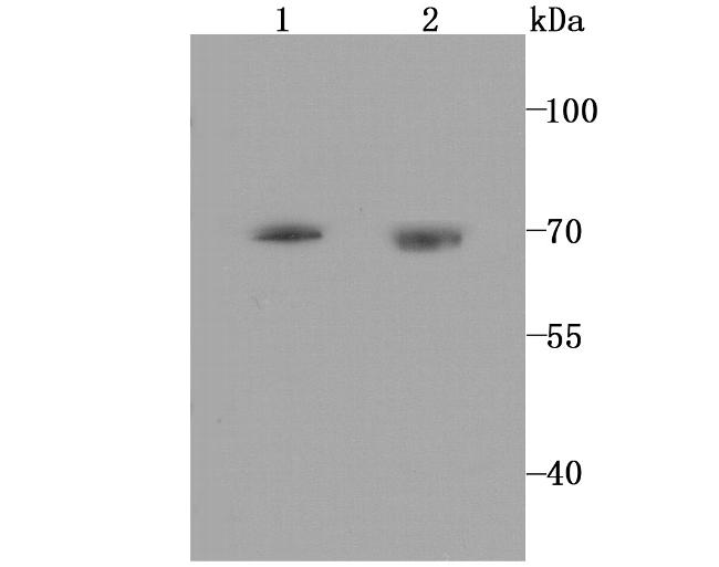 HTR2C Antibody in Western Blot (WB)