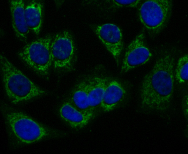 PRDX3 Antibody in Immunocytochemistry (ICC/IF)