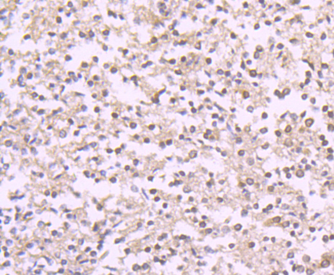 Reelin Antibody in Immunohistochemistry (Paraffin) (IHC (P))